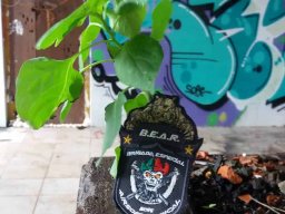 2018-01-01 a 2018-12-31 - Jogos treino no Campo Bear CQB