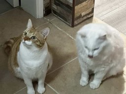 Varias Jogos e Eventos