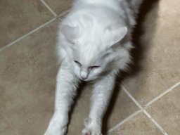 Varias Jogos e Eventos